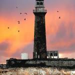 little gull island